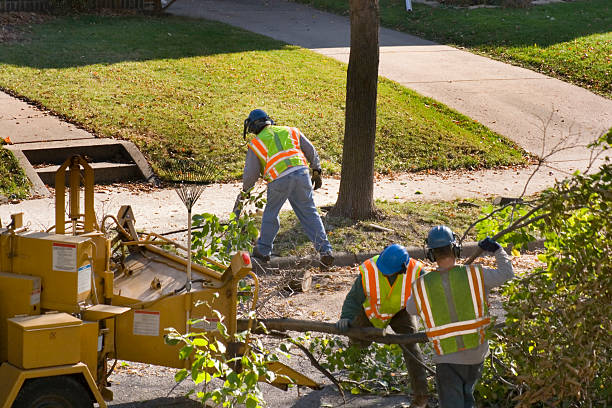 Trusted Cherry Grove, OH Tree Removal and Landscaping Services Experts